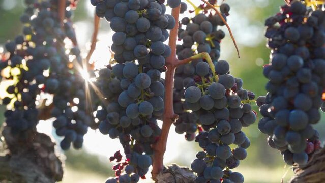 Close up - Multiple Bunches of Red Grapes at Vineyard in Sunrise Ready To Be Harvested With Sun Rays Shining Through