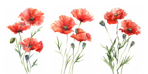 Obraz premium Set of red poppies, watercolour illustration isolated on white background