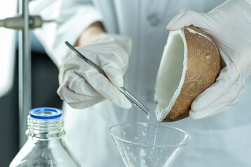 In gloved hands, a scientist carefully extracts coconut oil from a coconut half using tweezers and...
