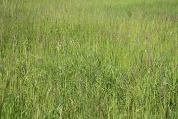 green grass background
