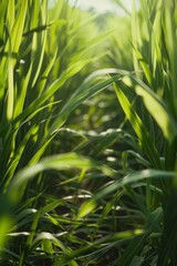 Obraz premium Green plants plantation landscape, leaves background texture with sun shine.