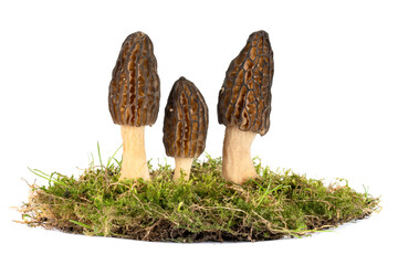 Group of three Freshly picked morels in green moss white background closeup