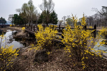 Forsythia flowers bloom in Jingyuetan National Forest Park in Changchun, China in spring
