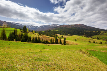 mountainous countryside of ukraine in spring. grassy meadows and forested hills at the foot of...