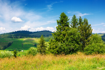 countryside summer landscape in carpathian mountains. trees on the grassy meadow. rural fields on...