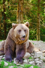 curious brown bear in carpathian forest. rehabilitation center of synevir national park in transcarpathia, ukraine