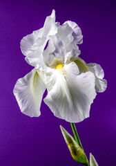 Blooming white iris Immortality on a purple background