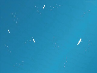 Blue sea, marine life top view. Aerial view. Summer holiday background.	