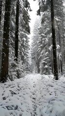Enchanted fir woodlands cloaked in snow