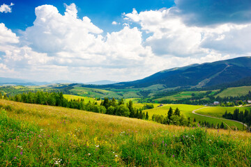 capathian mountain landscape of ukraine in summer. trees behind the grassy meadow. rural valley at the foot of borzhava ridge. wonderful countryside of transcarpathia beneath a sky with cumulus clouds
