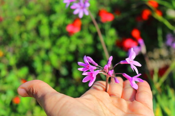 PINK FLOWERS ON THE PALM OF A HAND