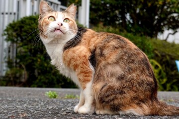 野良猫　見上げる