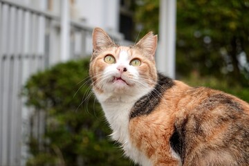 ネコ　見上げる