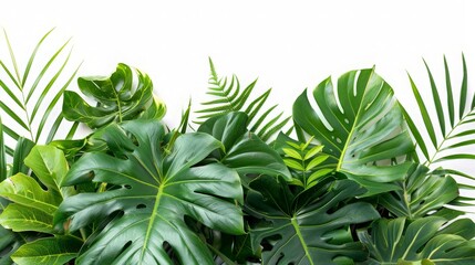 Green leaves of tropical plants bush floral arrangement indoors garden nature backdrop isolated on white background 