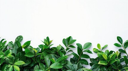 Fototapeta premium Green leaves of tropical plants bush floral arrangement indoors garden nature backdrop isolated on white background 