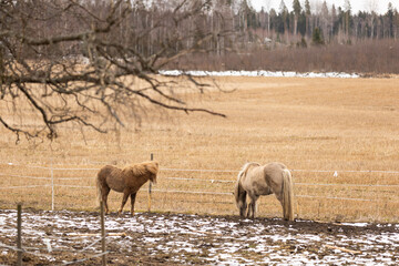Two Icelandic horses in brown spring environment inside the corral 