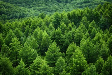 Obraz premium beautiful green forest on a sunny day professional photography