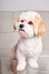 Portrait of a beige Maltipoo puppy stands on a glass table in the room
