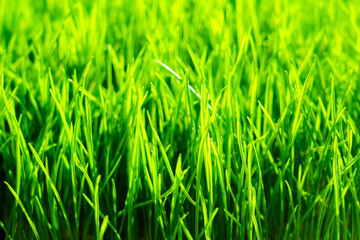 Wheatgrass seedlings close-up, illuminated by the sun. Vegan healthy food.