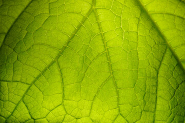 Cucumber leaf background close up. Abstract natural background.