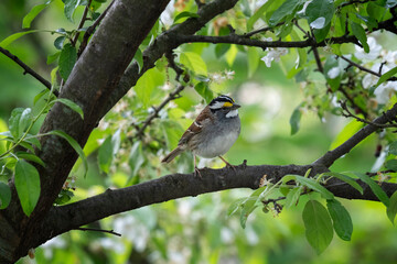 White-throated Sparrow in spring 