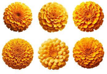 set of yellow marigold flower isolated on transparent background, PNG Image
