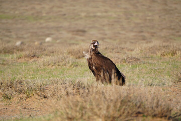 Eurasian Black Vulture (Wild) in Övörkhangai, Mongolia