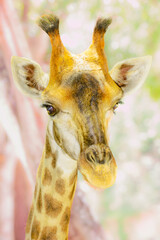 Close Up of giraffe face