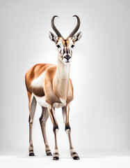 Naklejka na ściany i meble antelope, isolated white background 