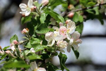 Apple blossom on a branch in spring garden in sunny day. Pink buds and white flowers with green...