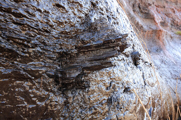 出来島の最終氷期埋没林