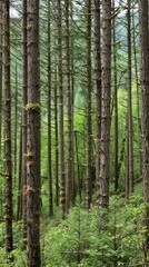 Naklejka premium Dense alder forests providing habitat for salmon