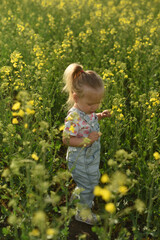 A little girl of two years old is walking in a field. A child walks in a rapeseed field. Blonde...