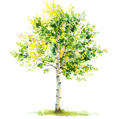 Trees front view, PNG, watercolor style vector tree, Quaking Aspen tree, architectural element, PNG bundle, vector clipart, transparent background