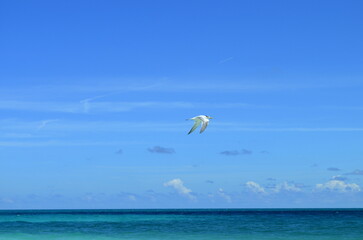 Royal Tern (Sterna maxima) in a blue landscape of a beautiful beach of Cuba