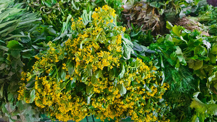 Freshly harvested Choy Sum, displayed with its characteristic yellow flowers, ideal for culinary...