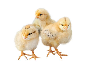 Three cute baby chicks, each showcasing fluffy feathers standing together isolated on a white background