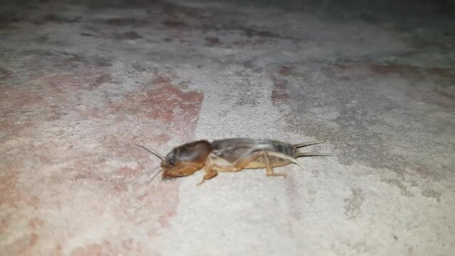 El grillo topo aislado sobre fondo blanco Fotograf&iacute;a 2024