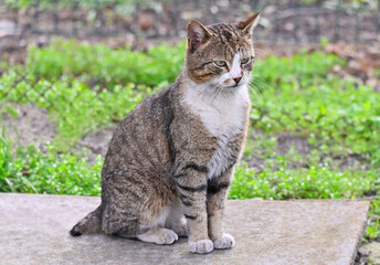 Fototapeta premium Stray cat without tail