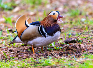 Mandarin duck 