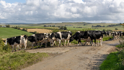 Holstein Friesian Cows Enter Farm Gate for Afternoon Milking