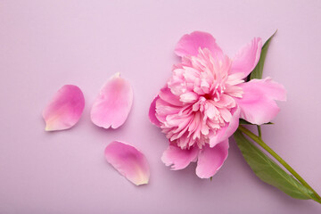 Pink peony flower on purple background. Top view with copy space. Flat lay