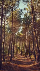 Obraz premium Mysterious pine forests hiding ancient secrets
