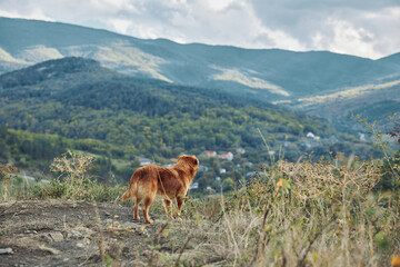 Majestic golden retriever overlooking scenic valley with mountain backdrop in travel destination landscape beauty shot