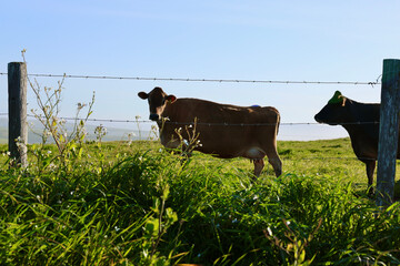 dairy cow in a grassy field