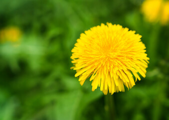 Yellow dandelion in green grass. Summer background. Close-up. Selective focus.