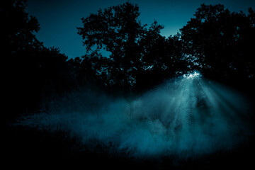 The light rays through the fog among the trees on the night forest glade. Fairytale magic...