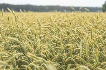 Rye summer field. Rural landscape.