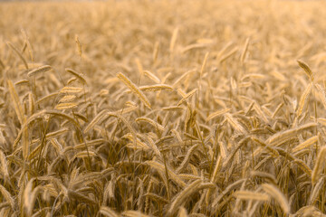 Naklejka premium Rye ears grow on a farm field. Natural background pattern. Wheat field.