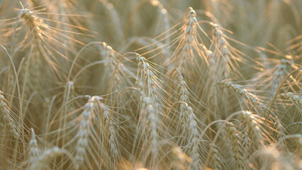 Gold wheat field and soft lighting effects. Rural scenery under shining sunlight. Bokeh.